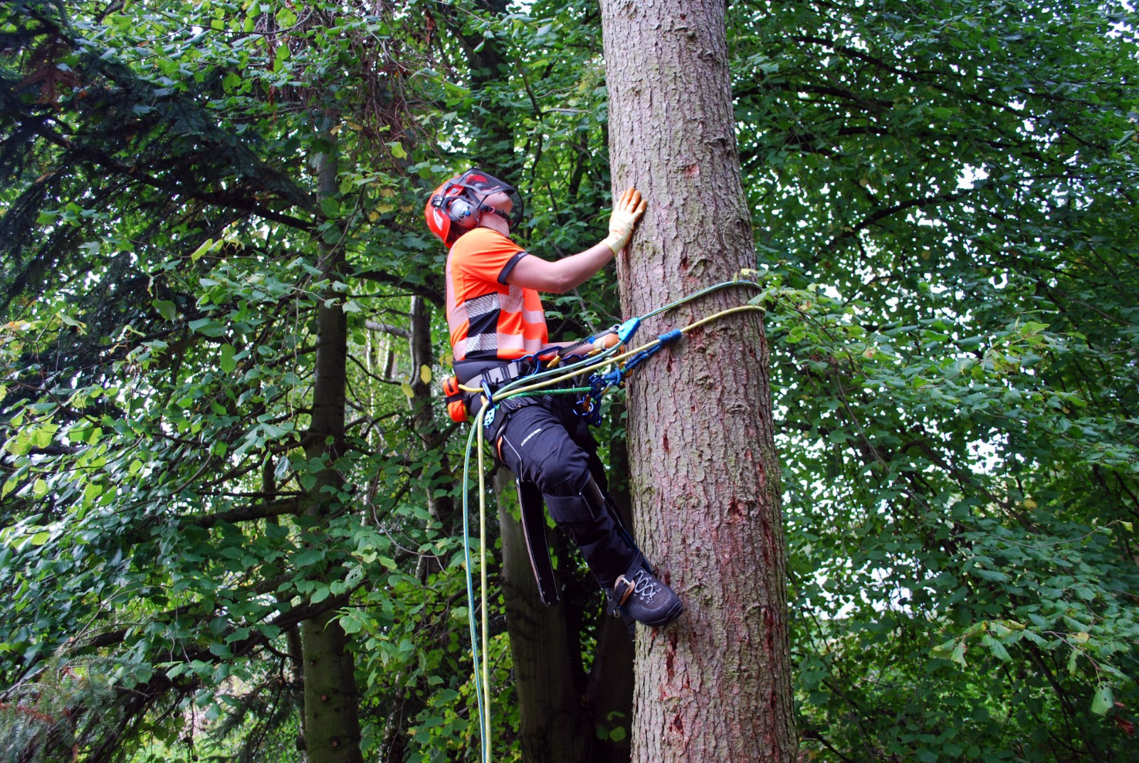 Arborist crew at work